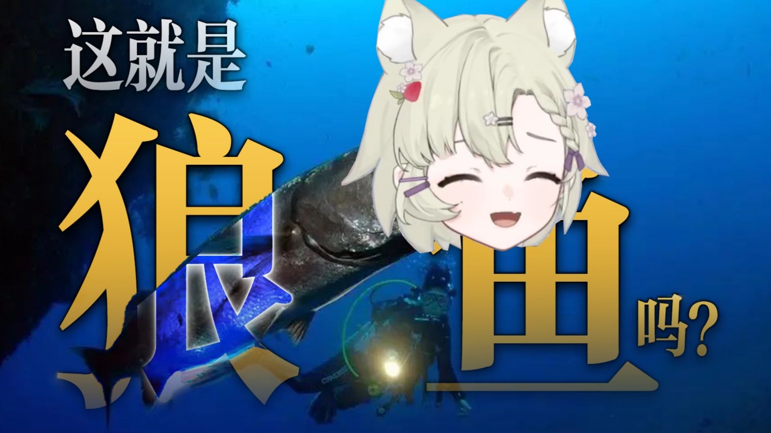 【天球拿铁】这就是狼鱼吗?!【切片】-天球拿铁AmedamaLatte-天球拿铁AmedamaLatte-哔哩哔哩视频