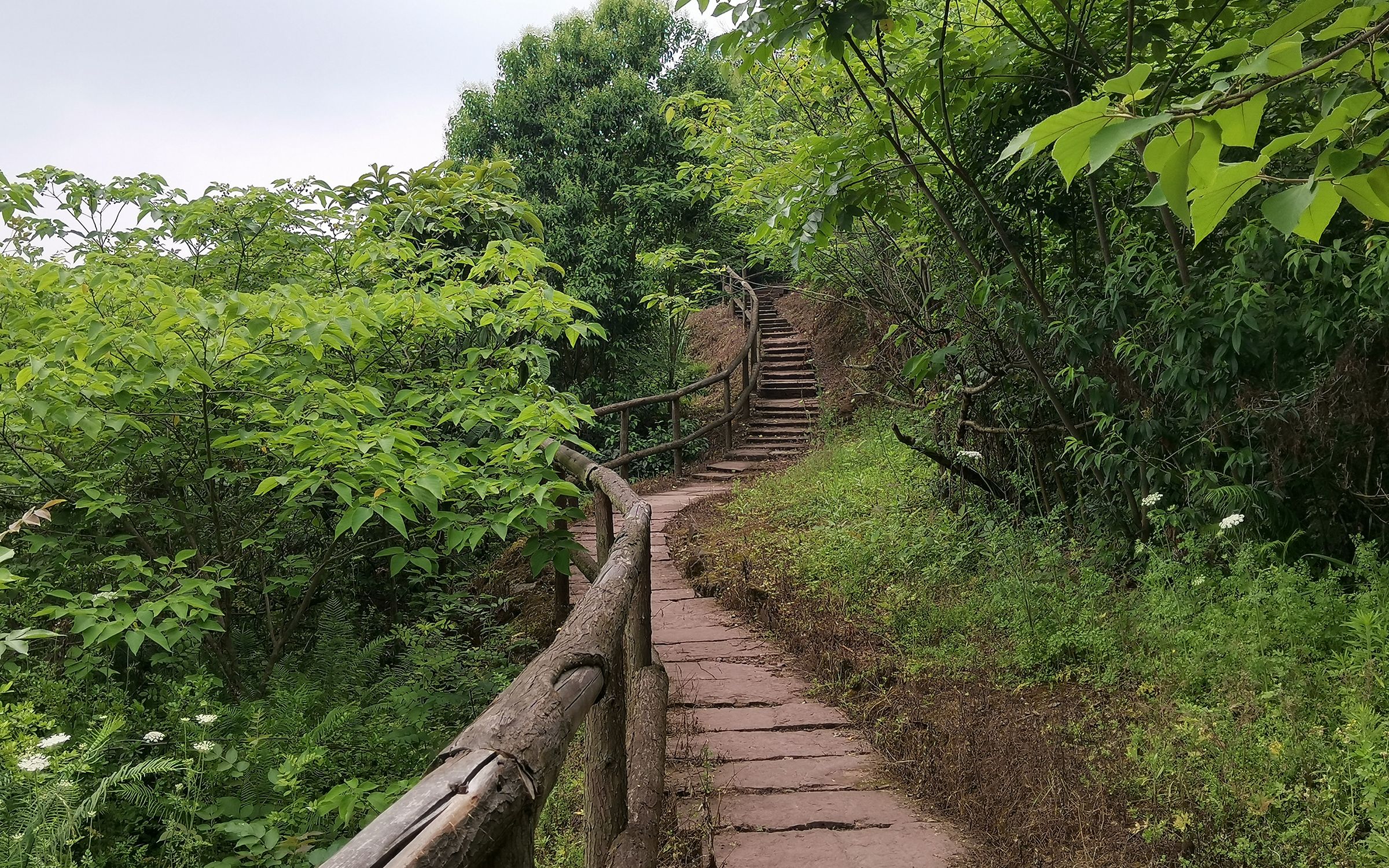 成都全球最大城市森林公园，一人独享天籁之声，偶入千年成渝古道