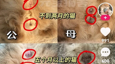 一张图认识公猫母猫哔哩哔哩bilibili