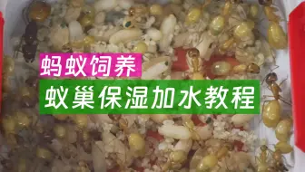 蚁巢的加水保湿方法