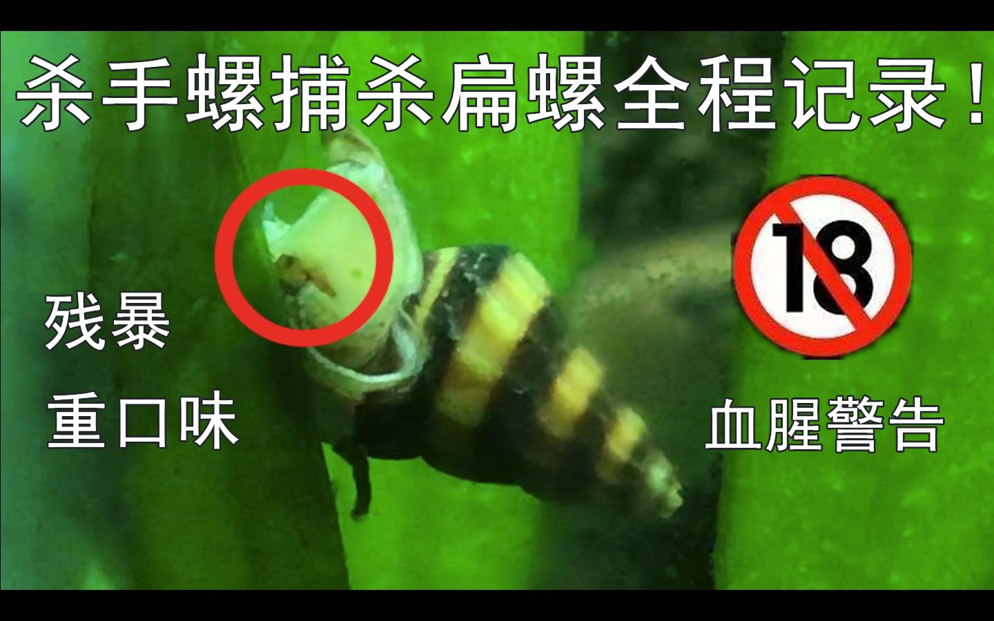 水族小剧场02草缸日常杀手螺除杂螺全程记录