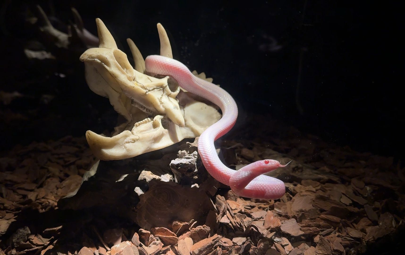 解锁新图鉴!暴风雪王蛇!