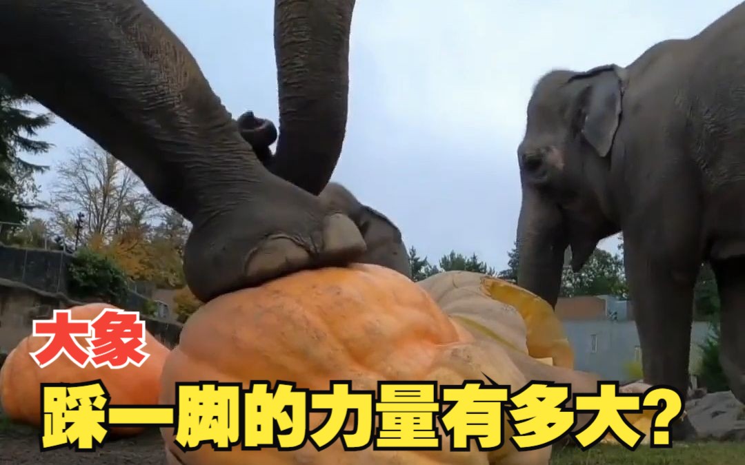 大象踩一脚的力量有多大?拿南瓜来试试就知道了!