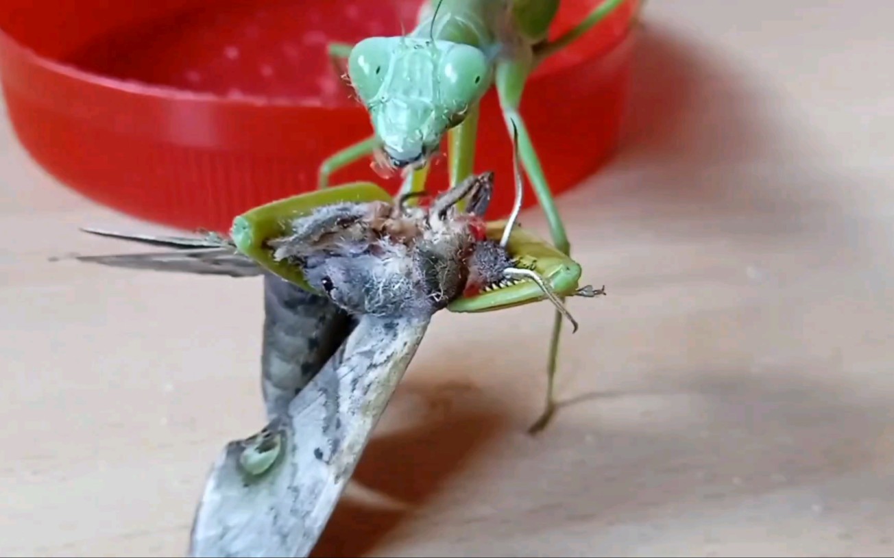 [图]飞蛾遇到饥饿的螳螂，瞬间被肢解