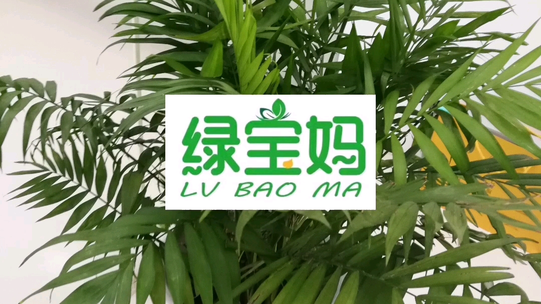 重庆植物租赁重庆植物出租哔哩哔哩bilibili