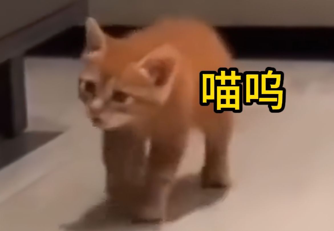 别被网络上的猫骗了,这才是真实的猫叫哔哩哔哩bilibili