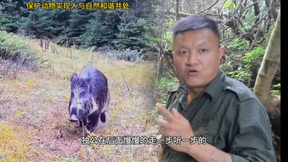 成群野猪什么时候下山