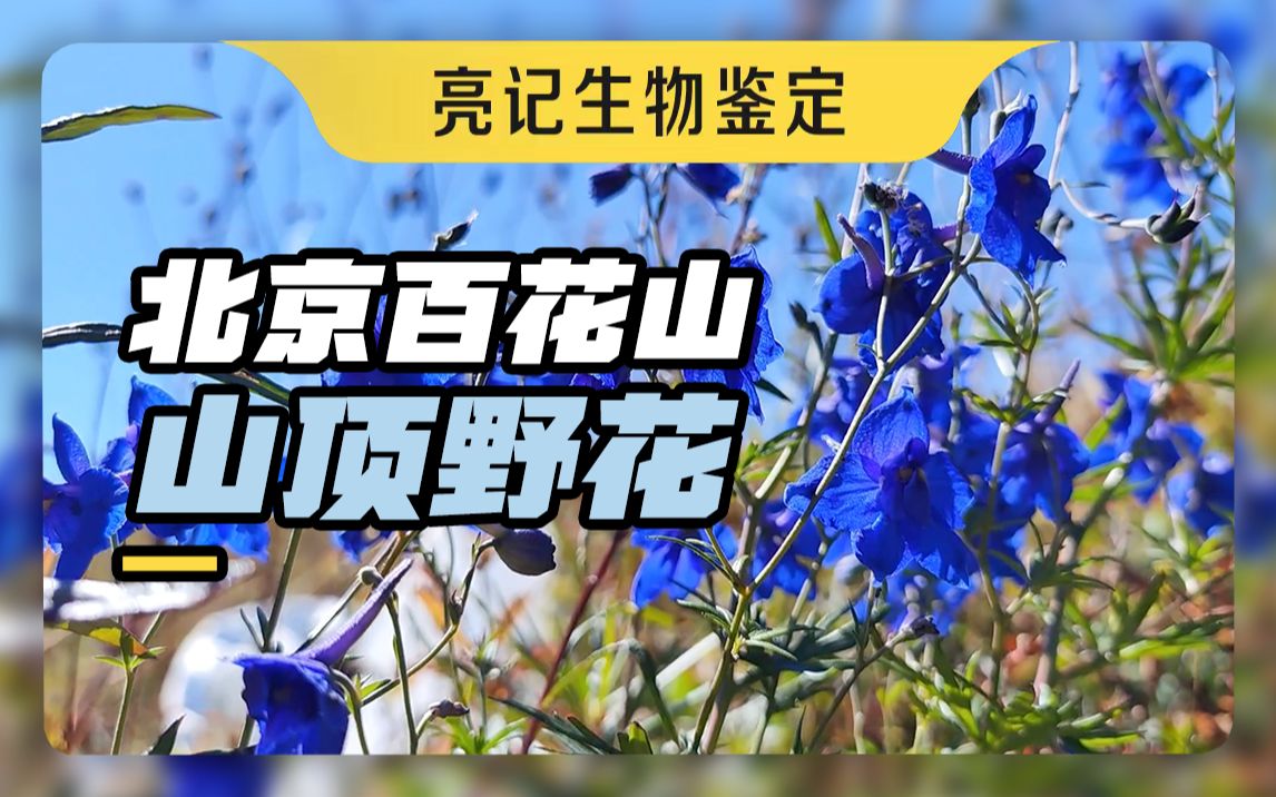 北京初秋的百花山顶,还有这些花在开着哔哩哔哩bilibili