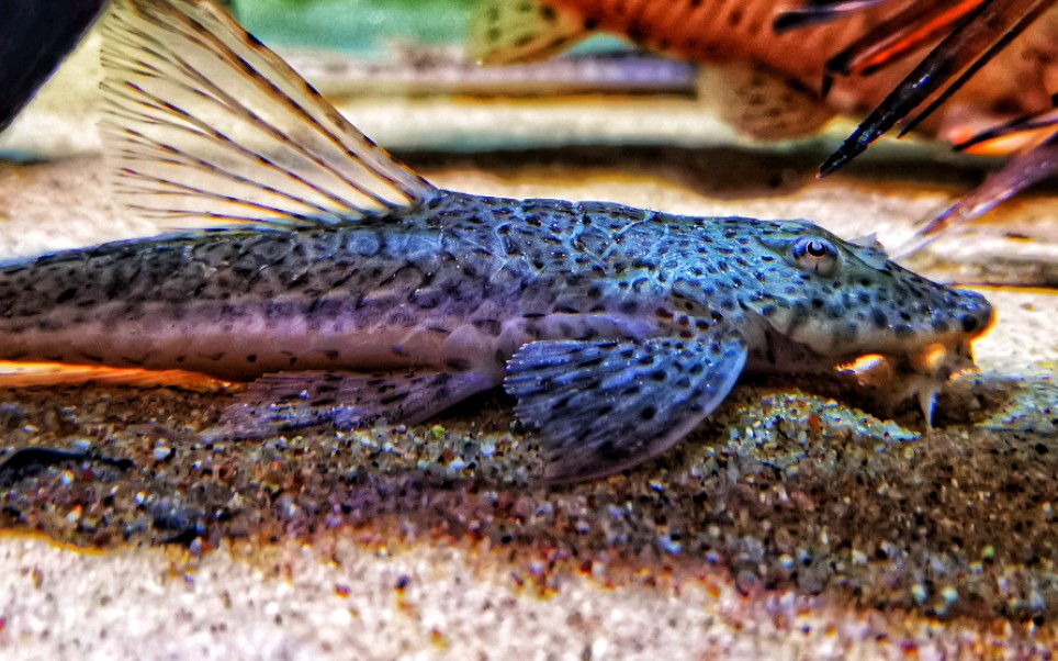 可独立活动的怪异颈部——七星喷射机_哔哩哔哩_bilibili