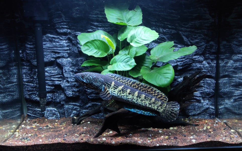 【黄金眼镜蛇雷龙】他终于一口一口把自己吃成了胖子