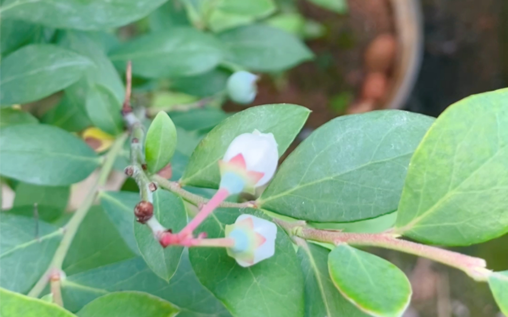 酸咪咪草,狗都爱吃
