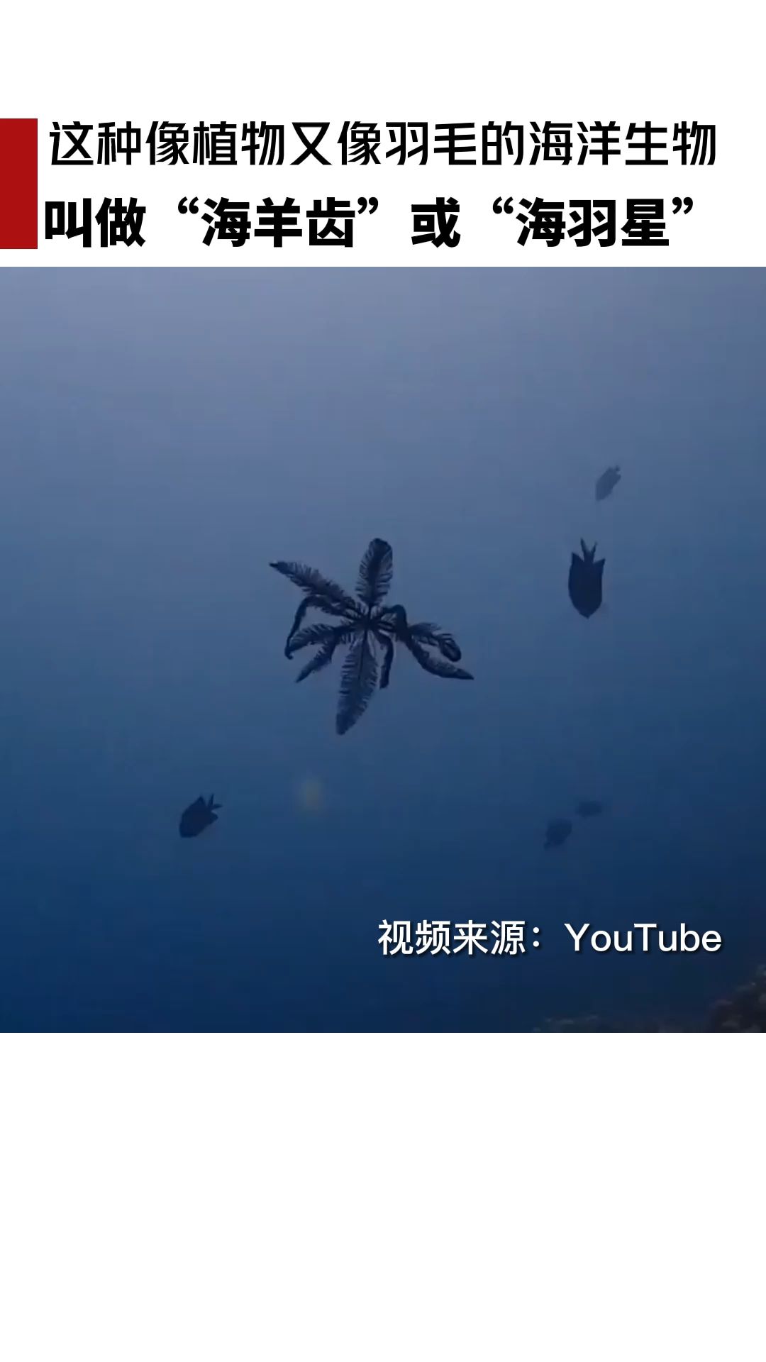 这种像植物又像羽毛的海洋生物,叫做“海羊齿”或“海羽星”.哔哩哔哩bilibili