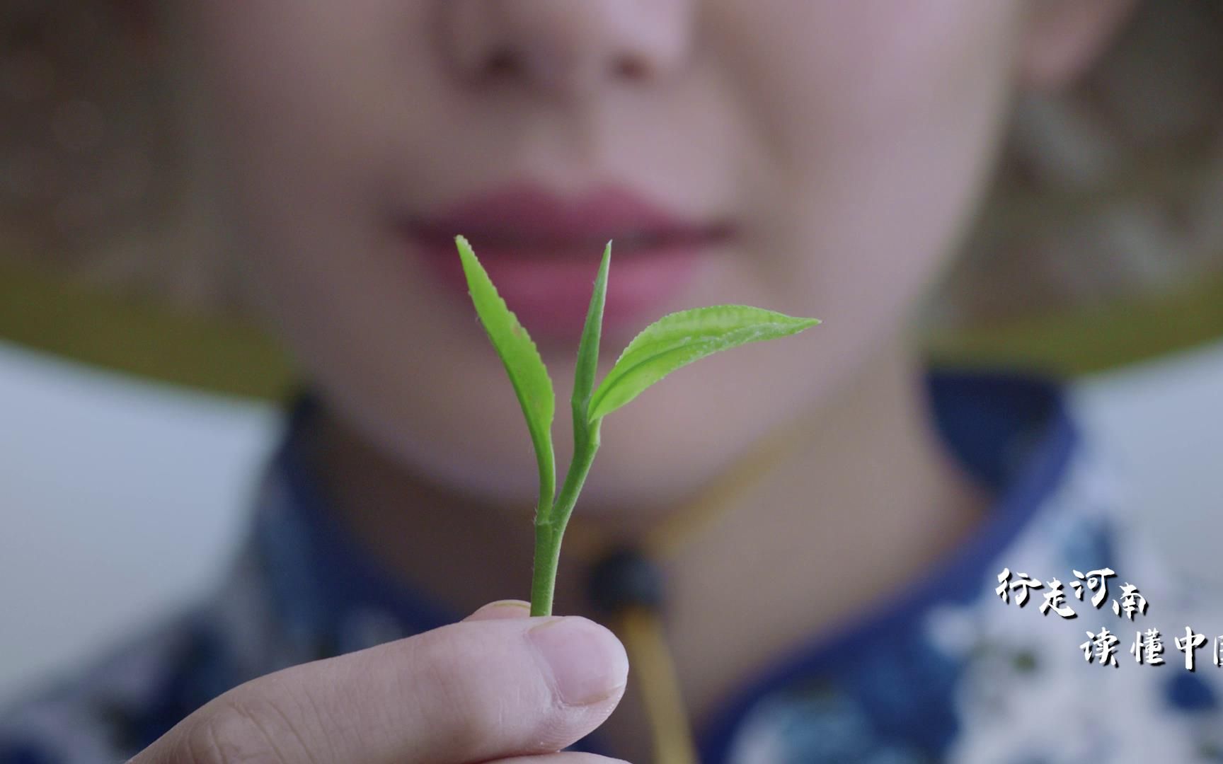 [图]千年不变的茶山、茶路、茶道，现如今迎来了新茶人