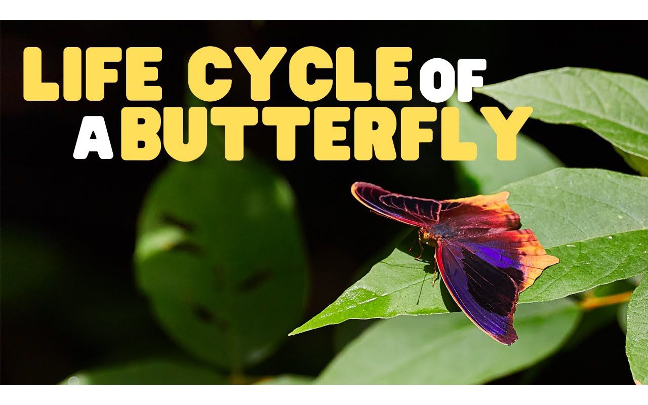 [图]Life Cycle of a butterfly _ Butterflies for Kids _ Learn the 4 stages of the but