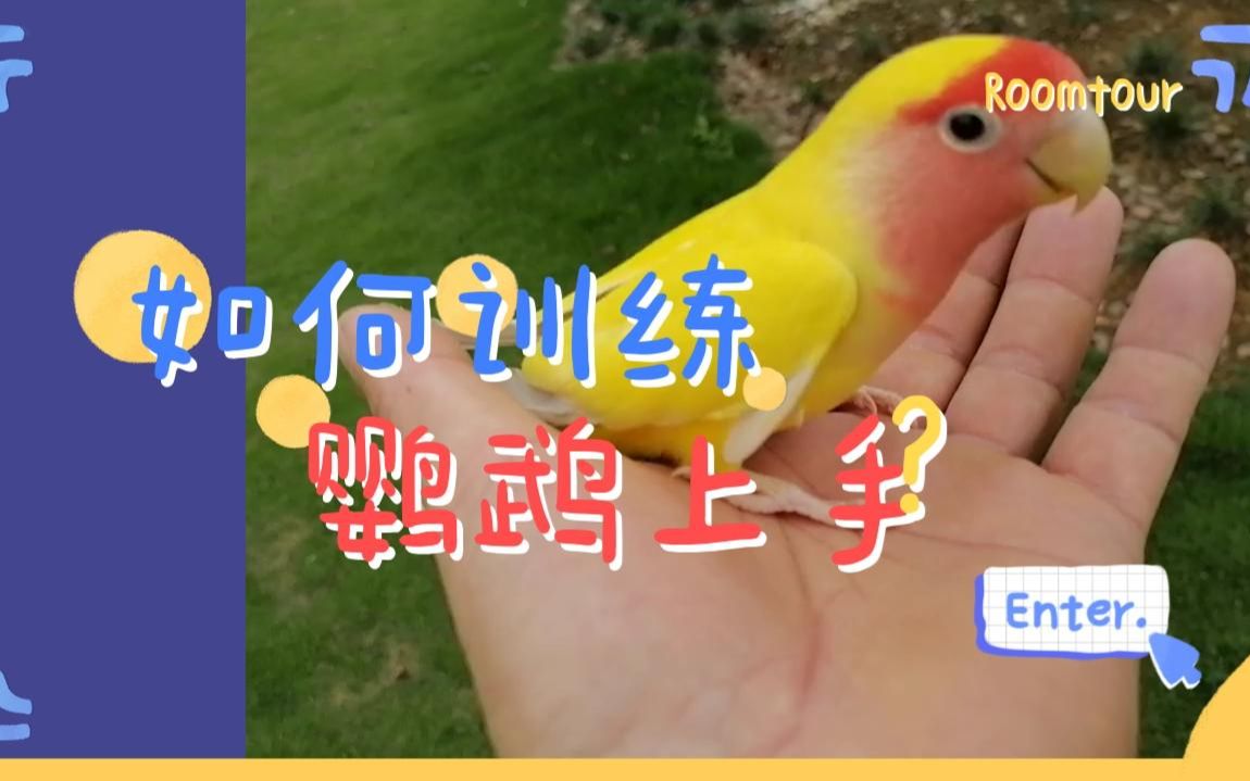 鹦鹉训练,如何让一只非常怕人的鹦鹉上手.也是训练的基本功.