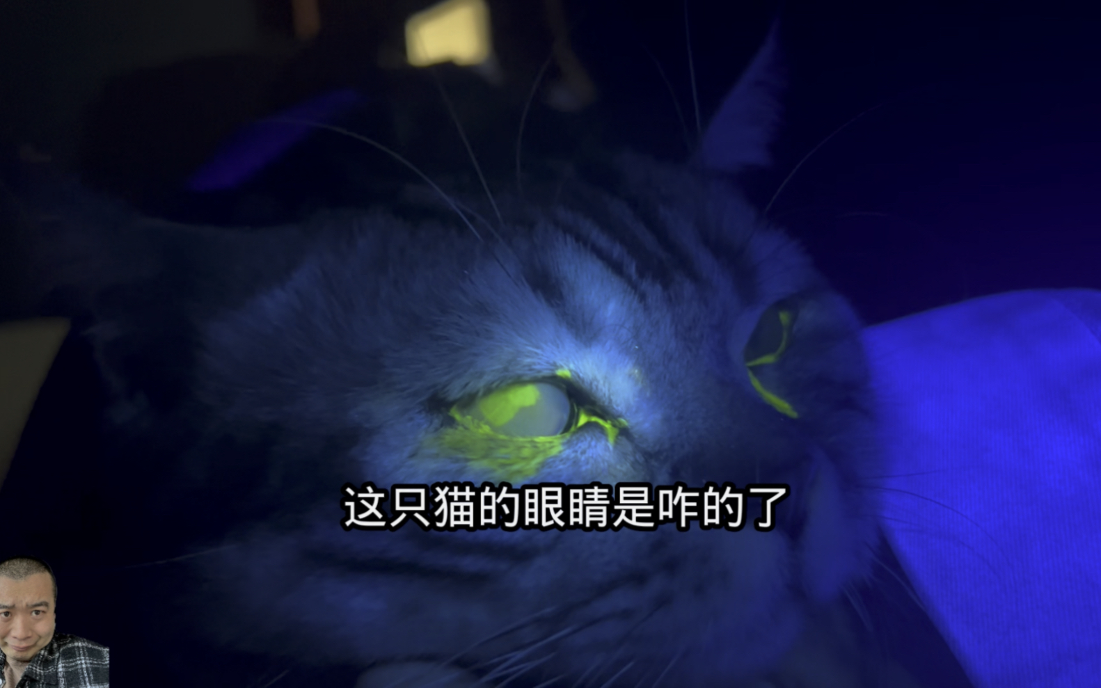 这猫眼睛咋了?眼睑内翻?角膜溃疡?哔哩哔哩bilibili