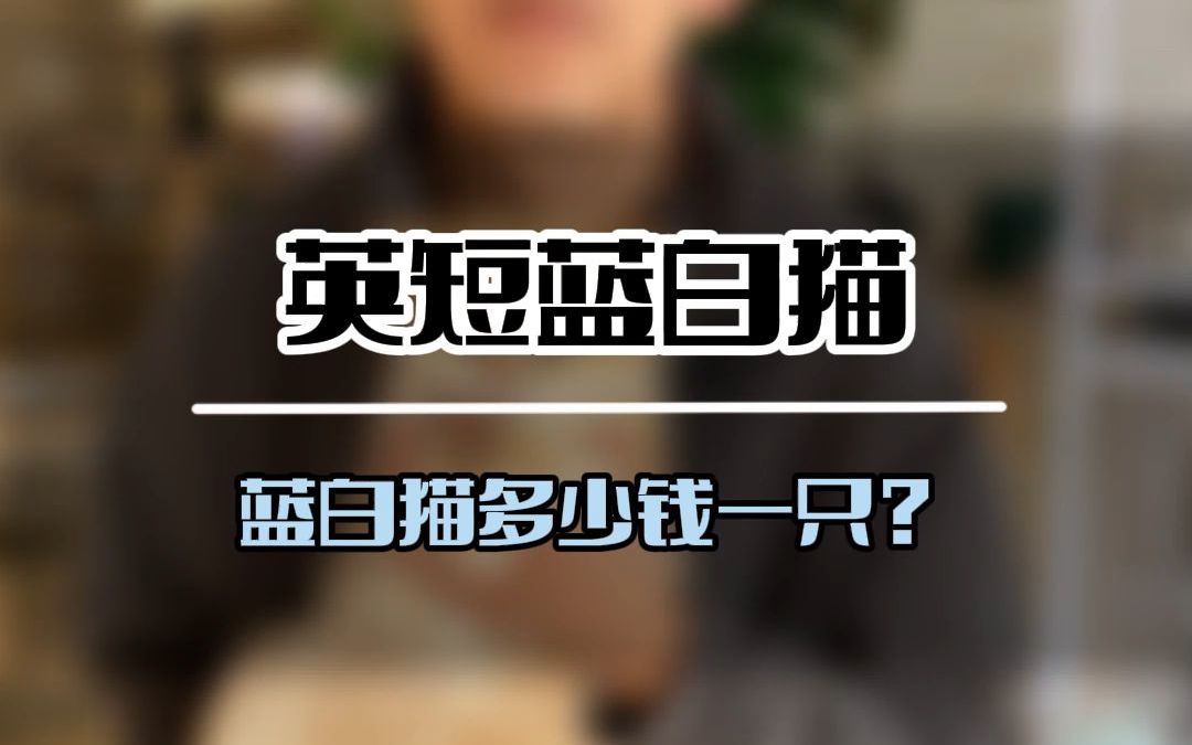 怎么选蓝白不吃亏?蓝白猫多少钱一只?英短蓝白多少钱一只?英短蓝白的价格是多少?(D730)哔哩哔哩bilibili