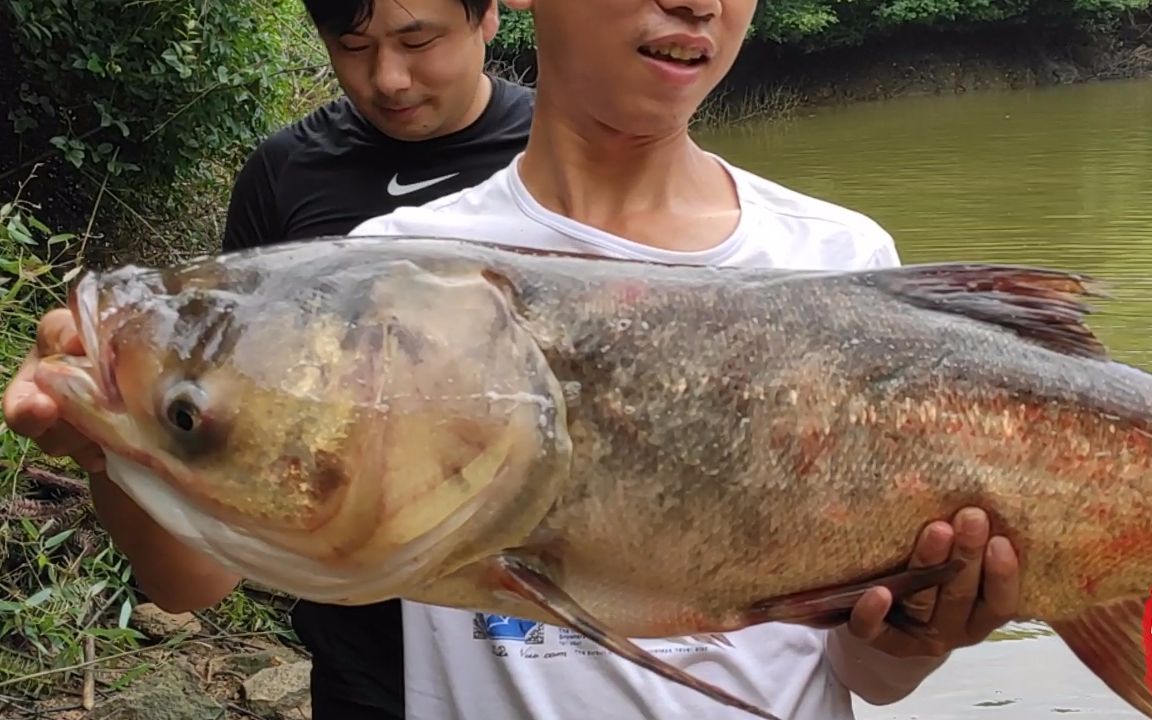二十年没干过也没人养的鱼塘居然抓出这么多大鱼,造成村民疯抢