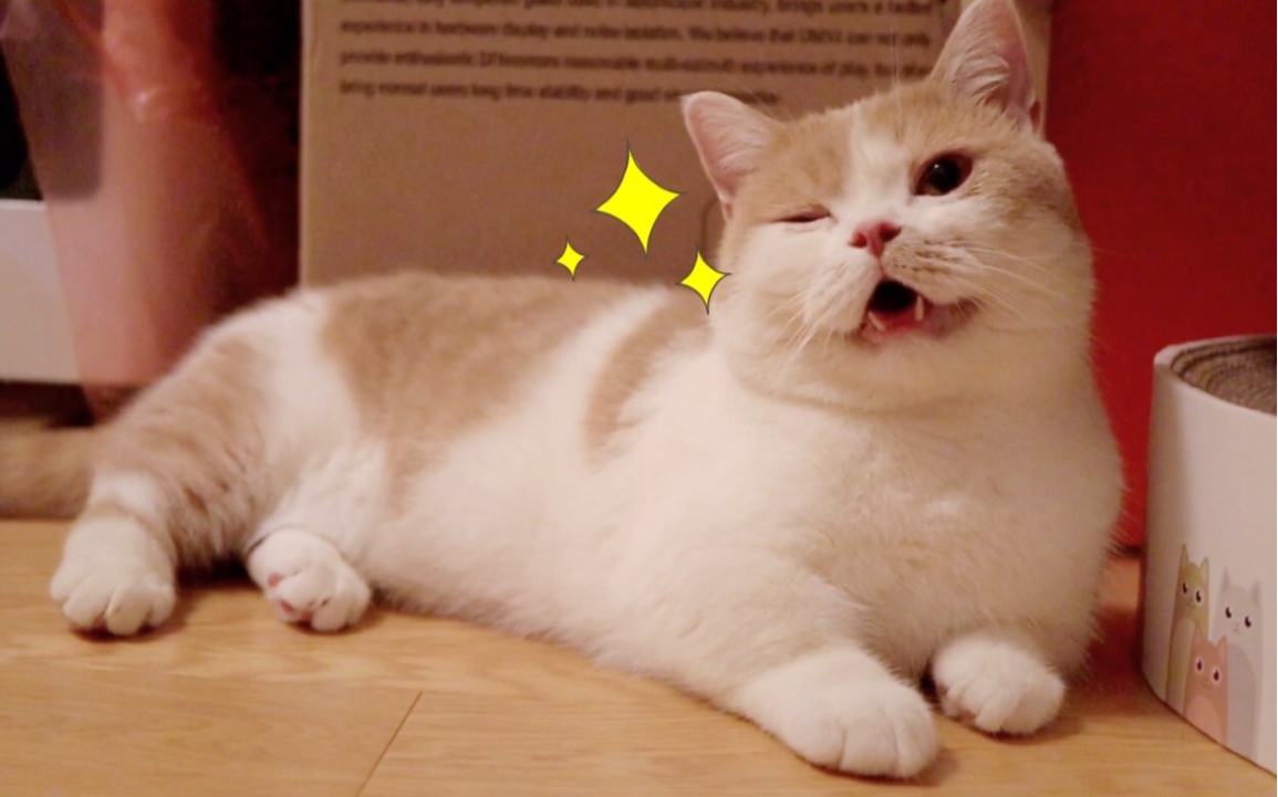 听说爱笑的猫咪运气都不会太差哦