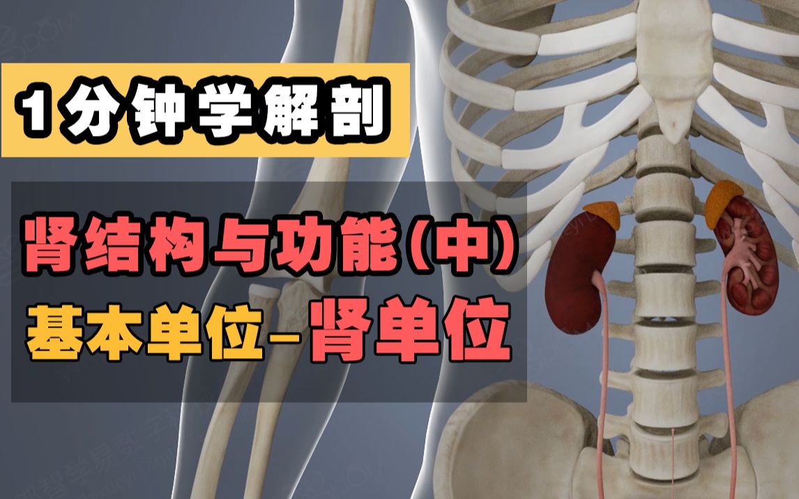 【1分钟学解剖】泌尿系统 肾单位(中)今天给同学们回顾肾结构与功能的基本单位肾单位,记好笔记!哔哩哔哩bilibili