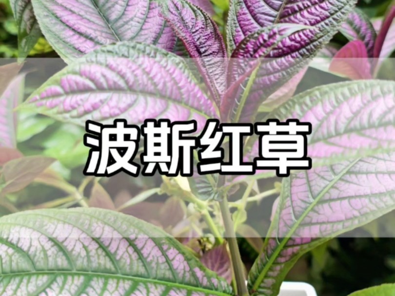 小众绿植波斯红草哔哩哔哩bilibili