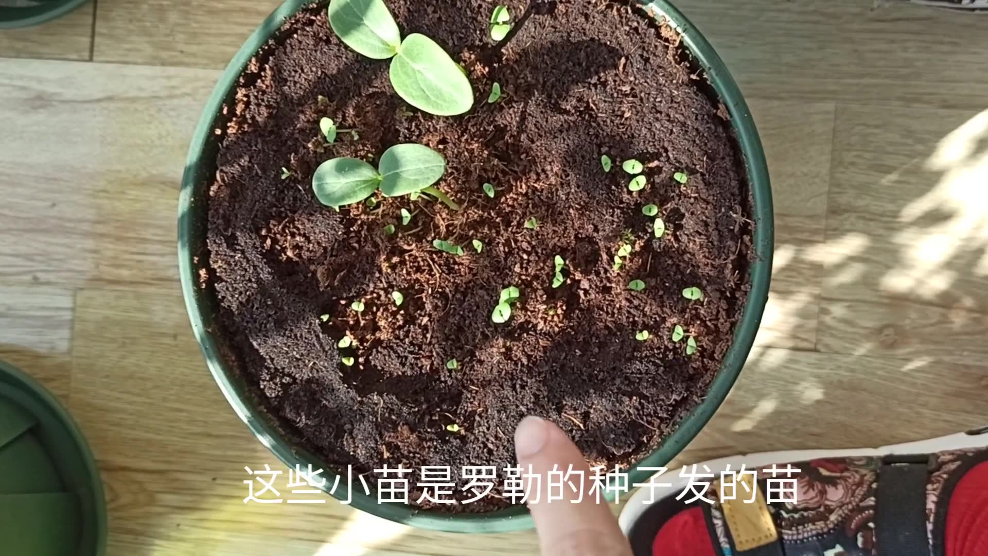 活动作品种花的过程简述