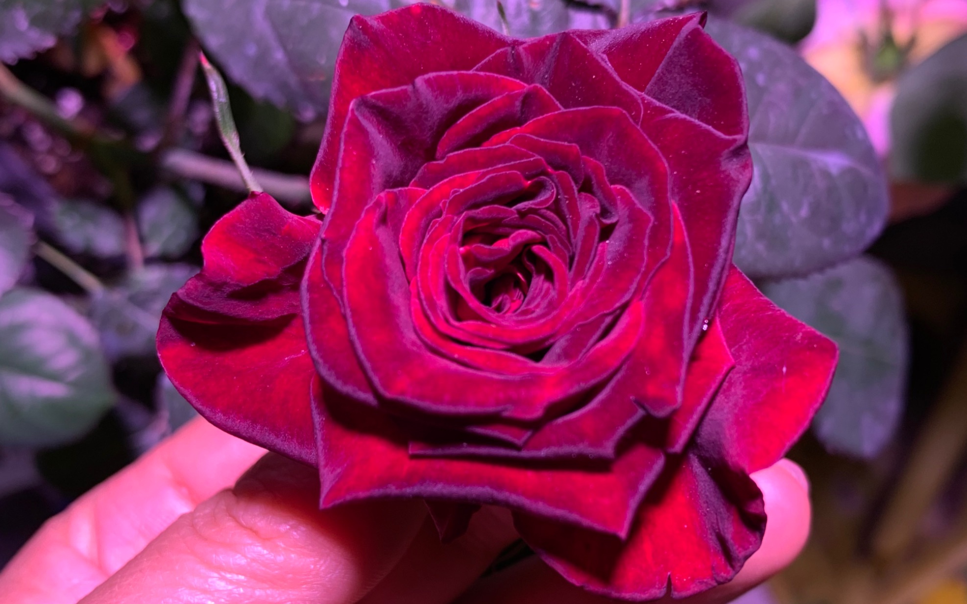 阳台养月季  开花了 黑巴克  人间天堂 侧耳倾听