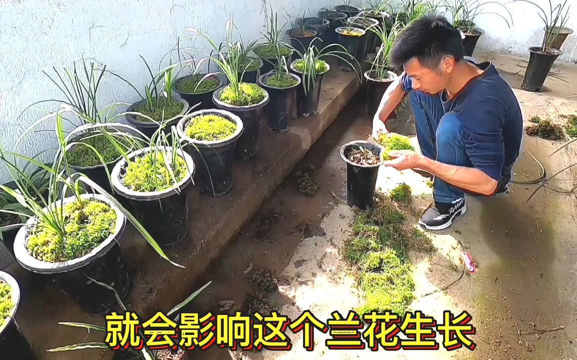 通过实践证明兰花盆面铺苔藓好处多把阳台几十盆艺草都铺上苔藓