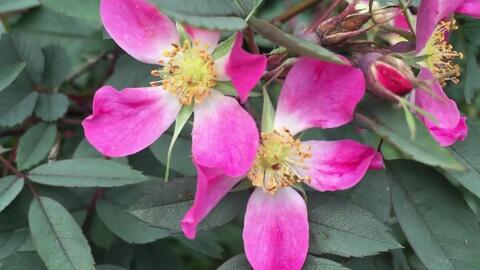 紫叶蔷薇rosa Glauca 蔷薇科蔷薇属俗名 粉绿蔷薇粉绿叶蔷薇园艺植物蔷薇花 哔哩哔哩 Bilibili