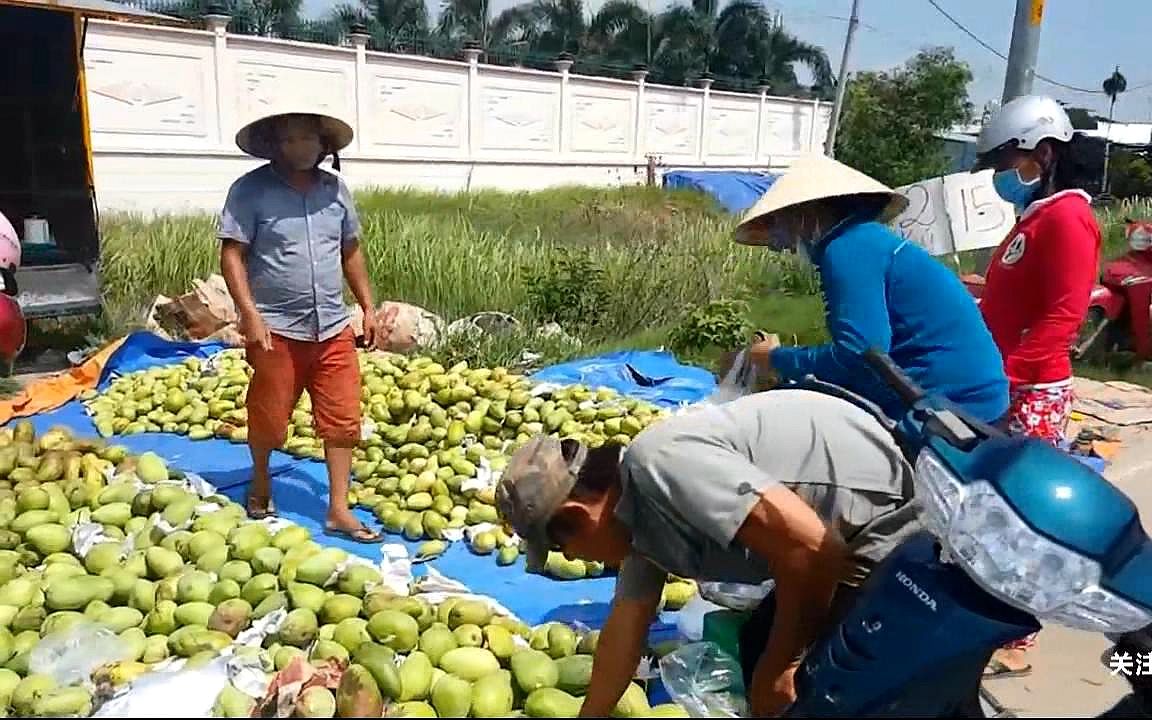 [图]中国人去越南旅游，发现越南偏僻农村，芒果泛滥成灾，只要8毛1斤