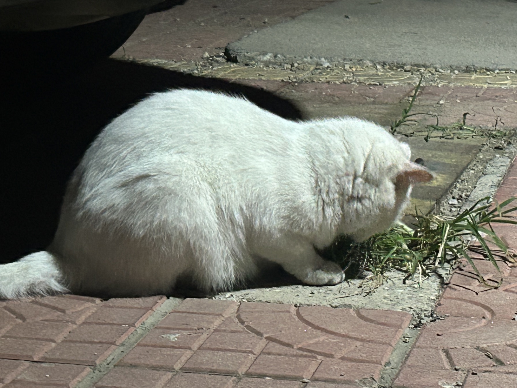 作为一只胖兔子,吃草也是很正常的吧!