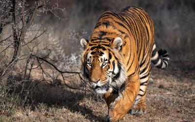 2017年老虎谷雄虎昆巴和雄虎鸟对峙