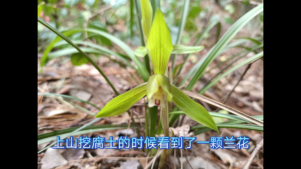 [图]【春兰】惊蛰上山挖腐土，遇见一颗开了花的春兰