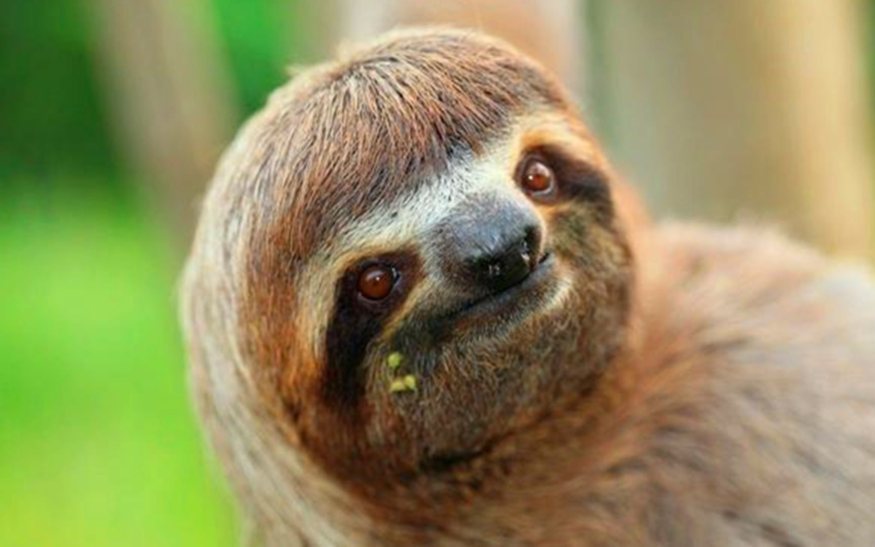 萌萌的树懒为啥动作这么慢却没有被猛兽吃掉?