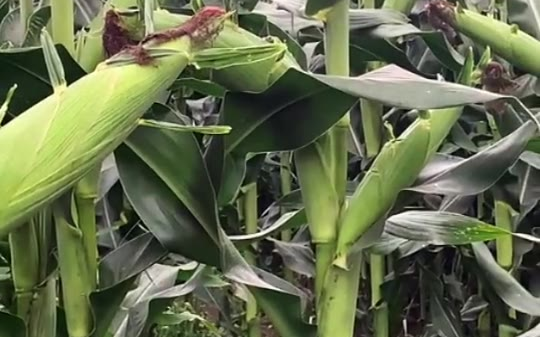 蜡熟期高产品种来了矮杆大棒儿抗倒伏玉米种子 宁夏银川 山东菏泽