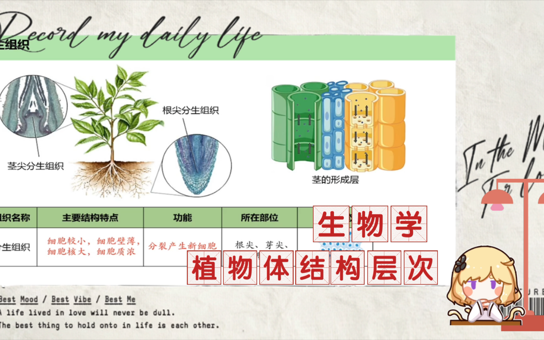 植物结构层次 B站