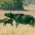 猛兽对决-水牛与狮子的生死较量＃动物纪录片剪辑