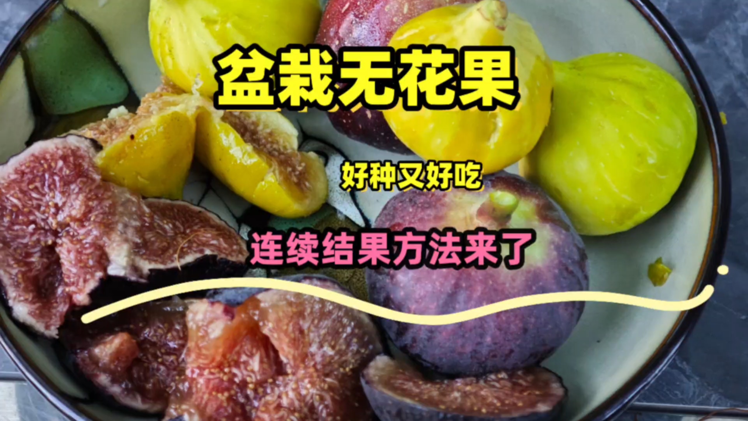 盆栽无花果循环采整法：这样管，吃果不断茬