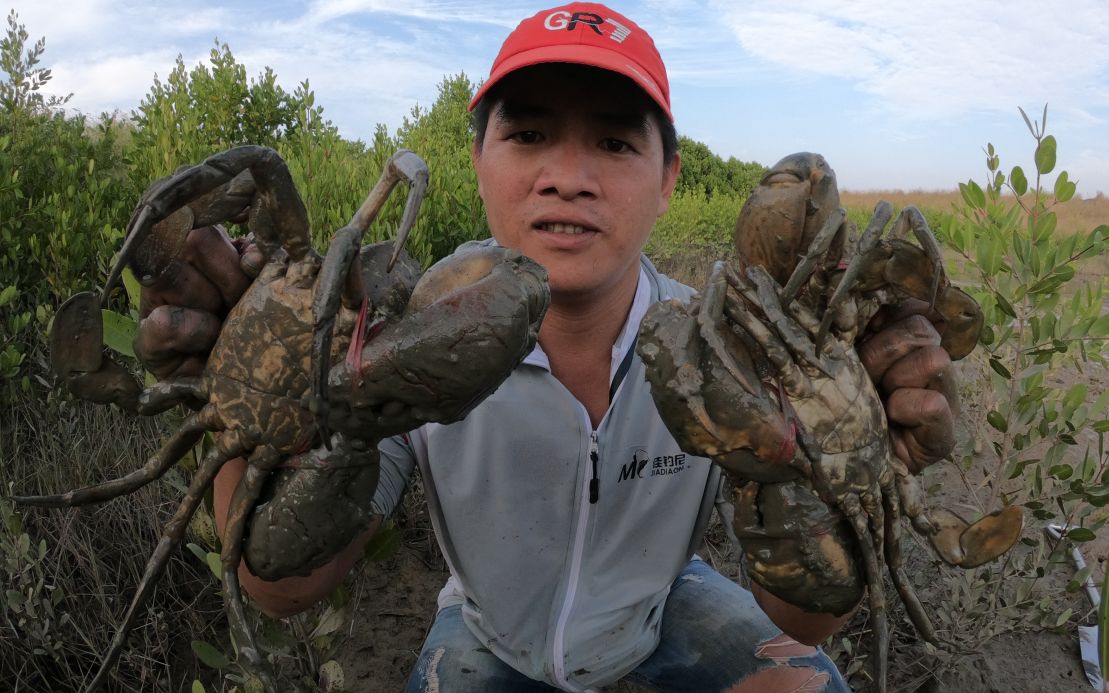 这滩涂里的青蟹没人抓刀仔寻一遍直呼大财了都是超大青蟹王