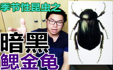 暗黑鳃金龟 行道树破坏神