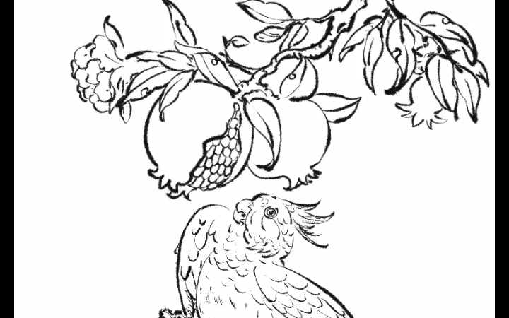 打卡第135天白描鹦鹉与石榴多子英武来不及上色了每天都感觉时间不