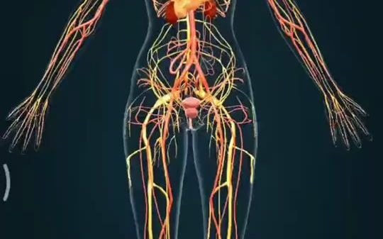 了解人体的系统结构,你认识几个器官哔哩哔哩bilibili