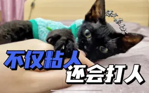 Download Video: 德文卷毛猫不粘人，她打人…