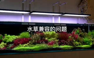 水草种类 搜索结果 哔哩哔哩 Bilibili