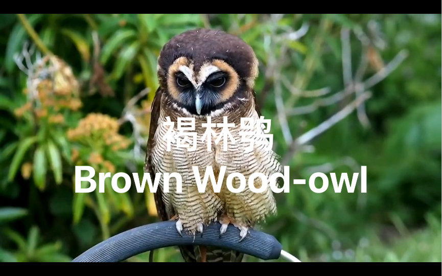 褐林鸮Brown Woodowl哔哩哔哩bilibili