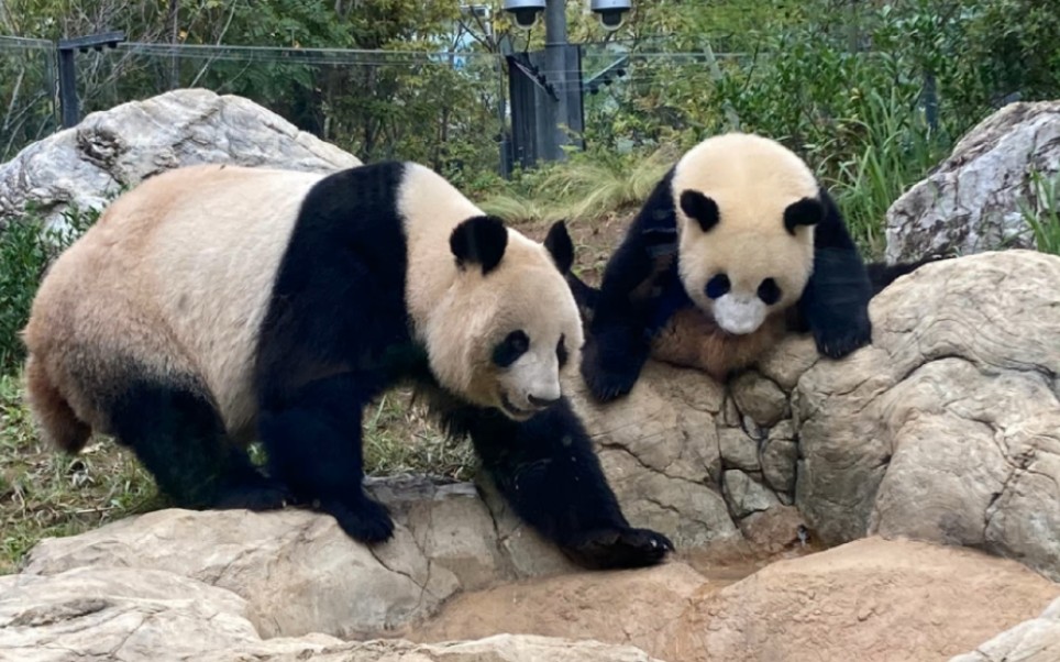 父亲琳琳(野猫新兴 野猫白雪),母亲野猫英英.