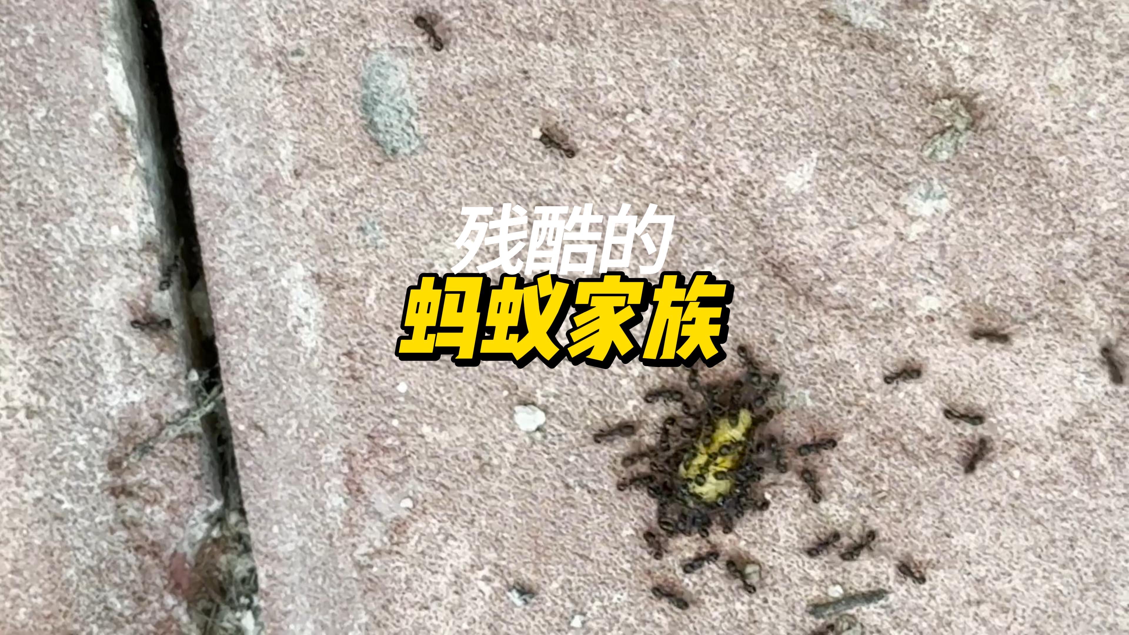 草地铺道蚁