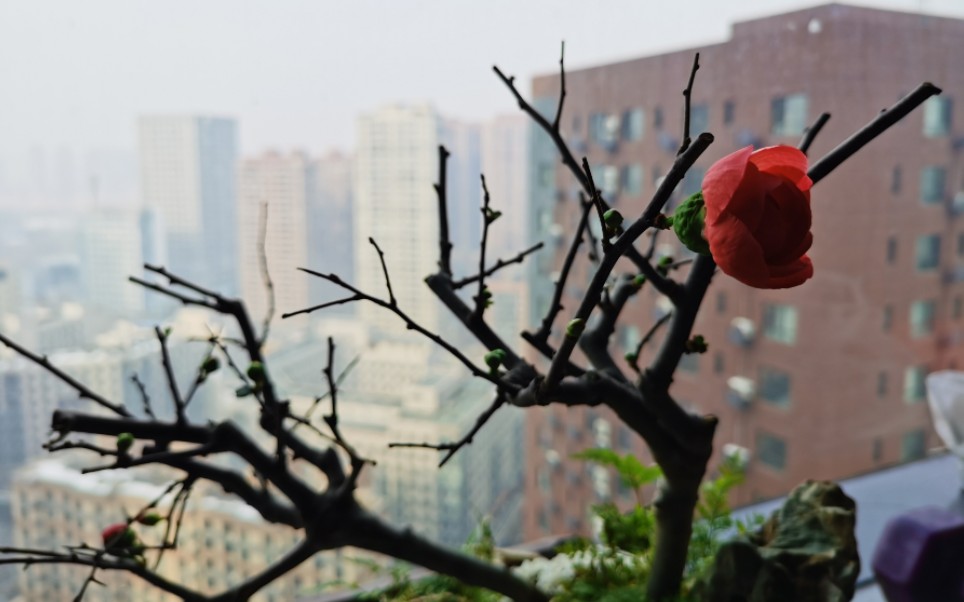 [图]新年到，恭喜发财！看到视频都会发财哦