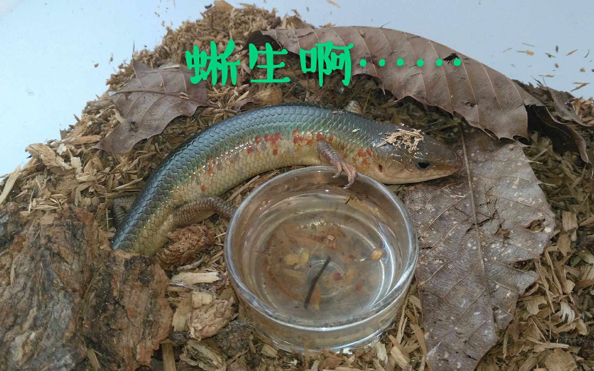 中华石龙子喂食新玩法