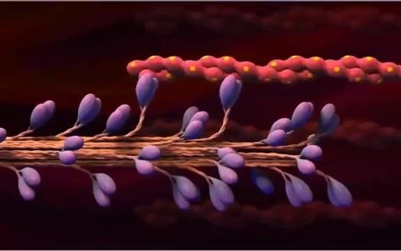 [图]【肌动蛋白/肌球蛋白】Skeletal Muscle Contraction -The Sliding Filament Mechanism